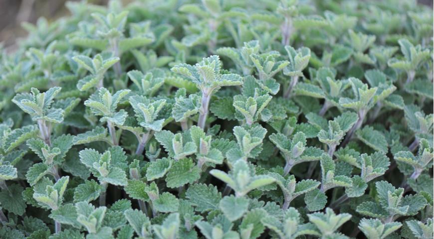 Листья котовника Фассена Garden catmint (Nepeta faassenii) Six Hills Giant 