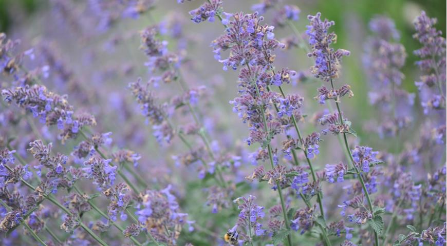 котовник Фассена, Garden catmint (Nepeta faassenii) Six Hills Giant 