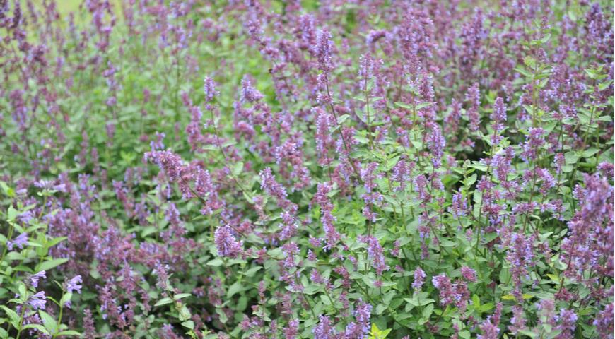 котовник, Catmint (Nepeta) Chettle Blue