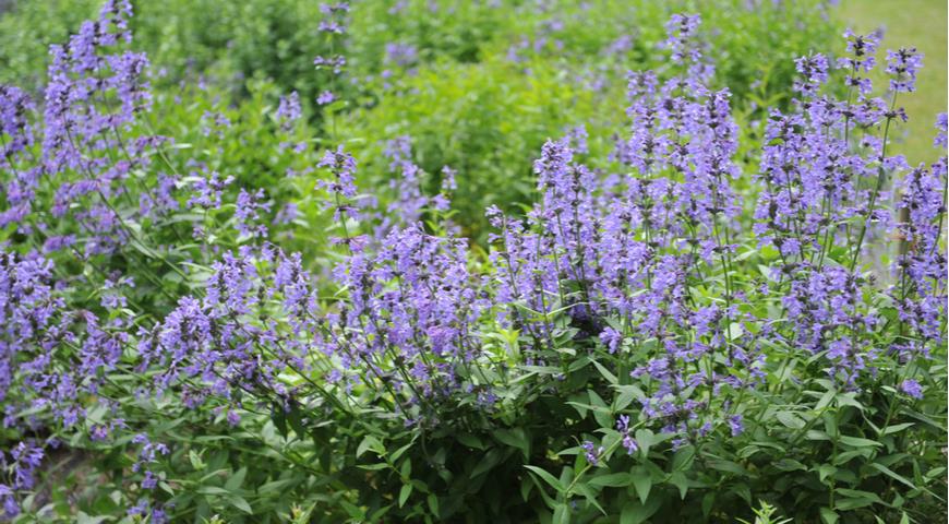 Котовник сибирский, или крупноцветковый Siberian catmint (Nepeta sibirica) 