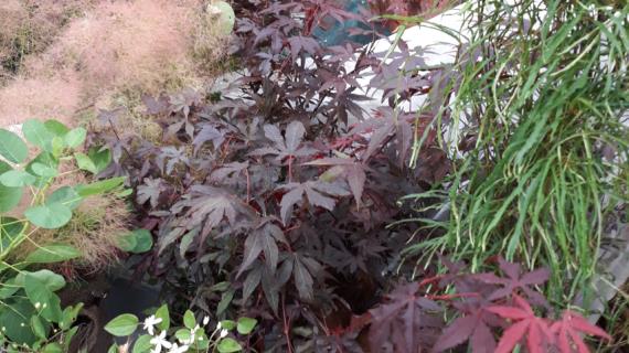 Открывается первая выставка многолетников на Новинском, 22