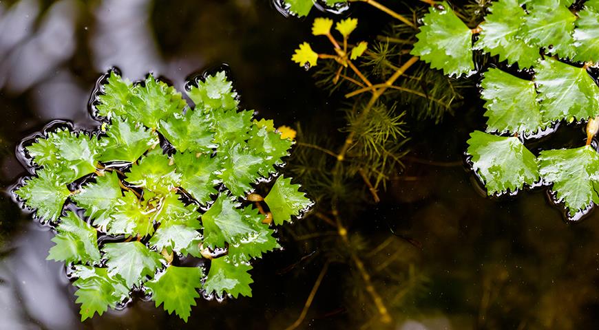 Чилим или водяной орех в декоративном водоеме: не только красиво, но и вкусно!