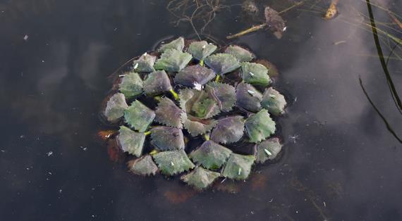 Рогульник плавающий