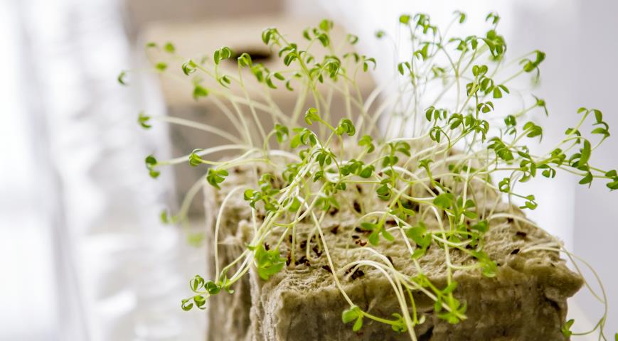 Выращивание микрозелени на каменной вате