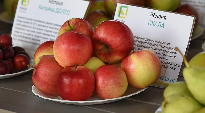 10 самых вкусных сортов яблок на дегустационном марафоне