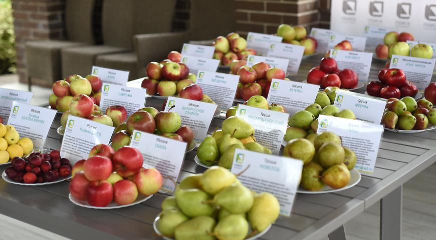 10 самых вкусных сортов яблок с дегустационного марафона в Агрохолдинге ПОИСК