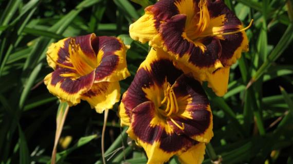 Deep Impact (сорт оригинатора Peroni 2013 года)