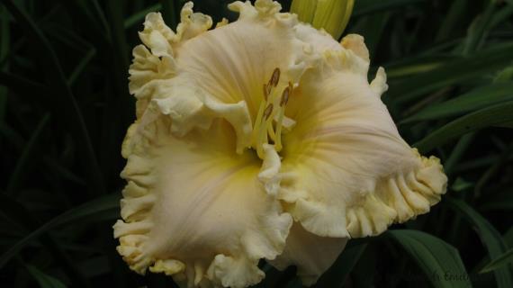 Voila Francois  (сорт Patrick Stamie 2008 года)