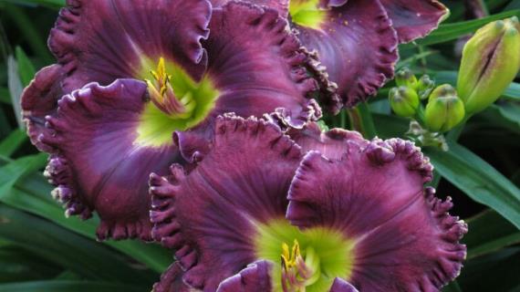 Desire of Nations (сорт Karol Emmerich 2008 года)