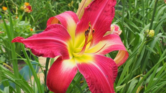 Rose Titan (Gossard, 2016)