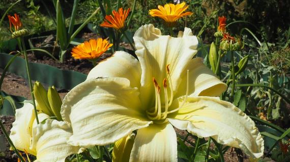 Heavenly White Dragon (Gossard 2017)