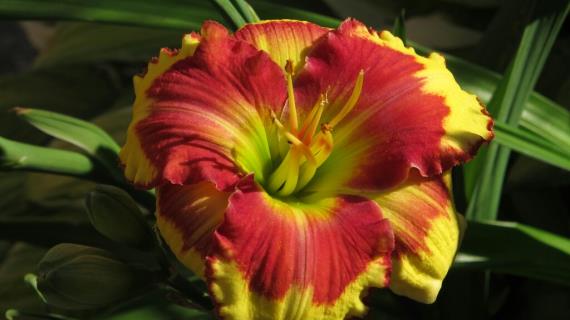 Sir Francis Drake (сорт 2008 года, оригинатор P.Stamile)