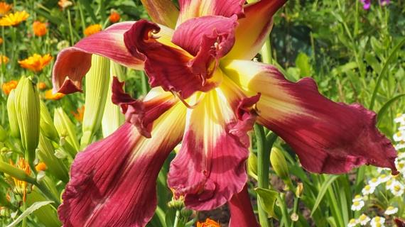 Double Pink Panther (Gossard, 2019)