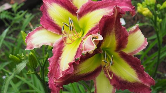 Time Stopper (Gossard, 2006)