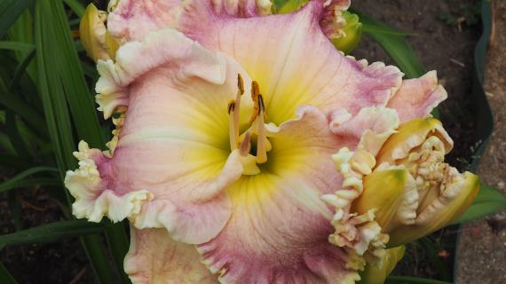 'Ultimate Blush' (Pierce-G., 2016)