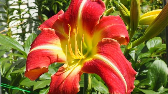 August Fire (Murphy-J.P., 2012)