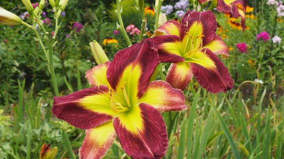 Phill Warbasse (Doorakian, 2012)