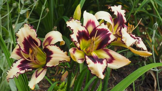 Inscribed on My Heart (Emmerich, 2011)