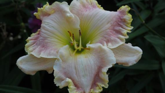 Perfectly Plump (сорт 2012 года, оригинатор D.Hansen)