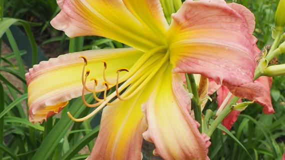 Mr and Mrs Bubbs (Douglas 2018)