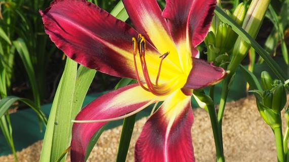 "Purple Starfish" Gossard 2011