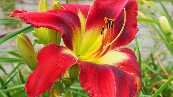 Jordan's Jazz (Santa Lucia 2011)