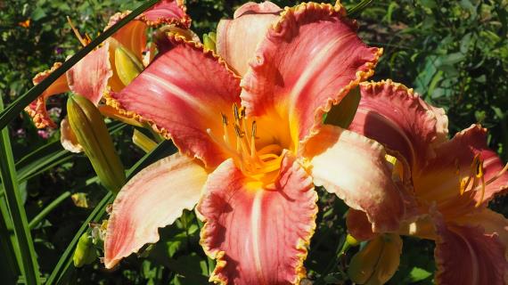 Razorclaw (Gossard 2018)