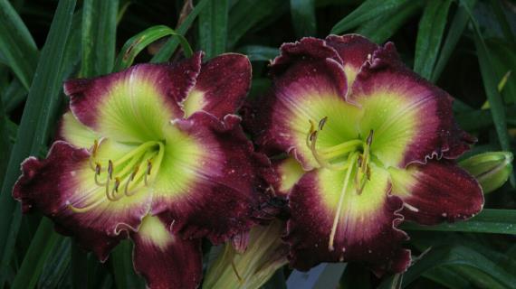 Royal Extravaganza (сорт 2009 года, оргинатор J.Carpenter)