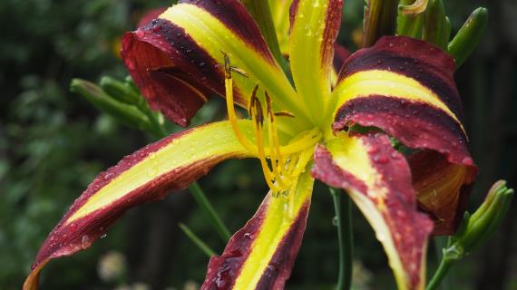 Black Ravin (Сорт 2015, оригинатор Gossard)