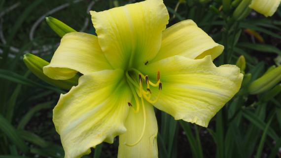 Cool Bananas (Сорт 2015, оригинатор Pierce-G)