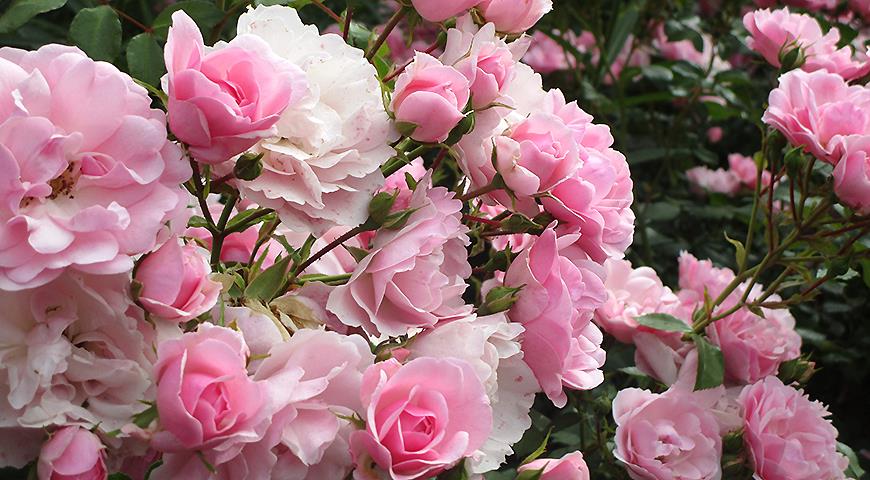 7 самых зимостойких сортов роз для посадки в Подмосковье и севернее