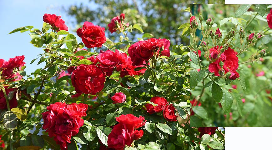 7 самых зимостойких сортов роз для посадки в Подмосковье и севернее