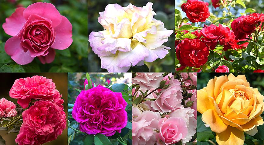 Лучшие сорта роз для Нижнего Новгорода и Нижегородской области: как выбрать и посадить