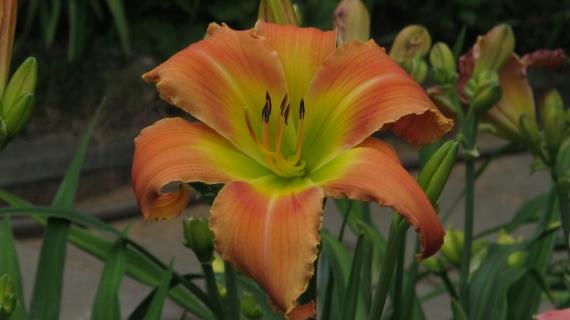 Mean Green (сорт 2008 года, оригинитор J.Davisson)
