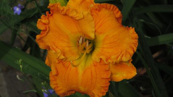 Orange Blossom Trail (сорт 2008 года, оригинатор D.Trimmer)