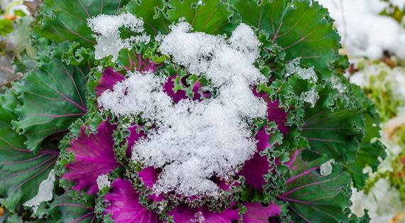 Формы и сорта декоративной капусты