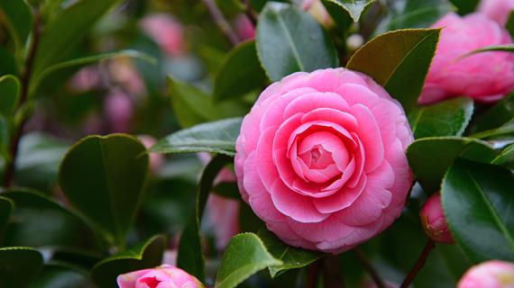 Цветочный гороскоп на 4 - 13 октября: ваш цветок - камелия!