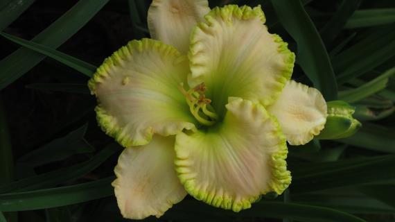 Emerald Dream (сорт 2009 года, оригинатор J.Salter)