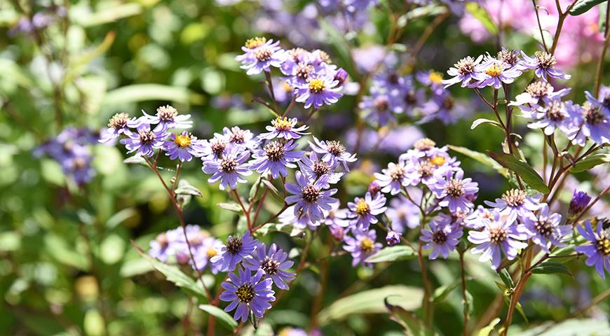 Астра агератовидная (Aster ageratoides) сорт Harry Schmidt 