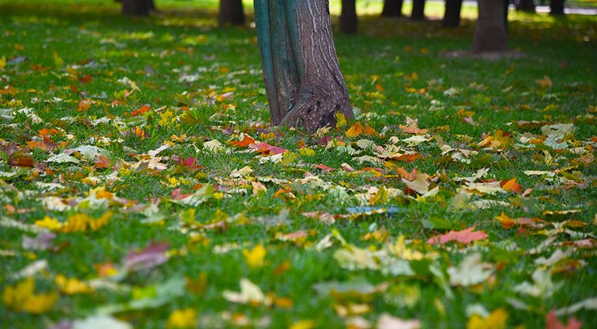 Зачем убирать листья осенью?