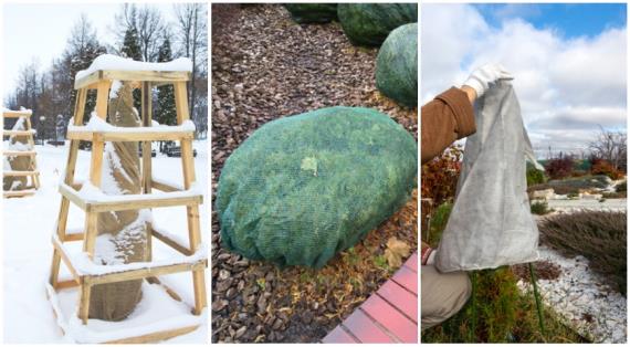 Укрытие хвойных растений на зиму: главные ошибки и проверенные методы, советы эксперта