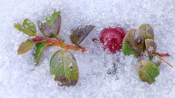 Что такое вымораживание клюквы и зачем оно нужно?