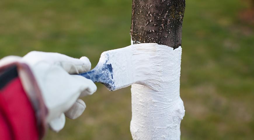 Как зимой защитить кору плодовых деревьев от грызунов и морозов?
