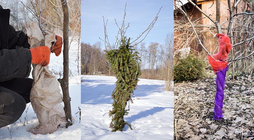 Как зимой защитить кору плодовых деревьев от грызунов и морозов?