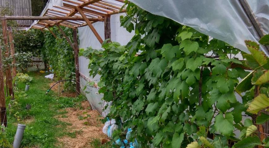 виноград под навесом