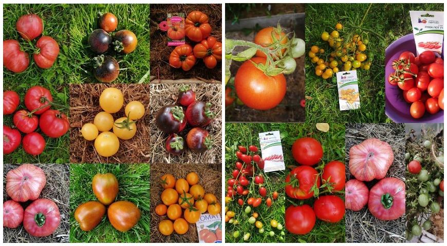 Разнообразие томатов