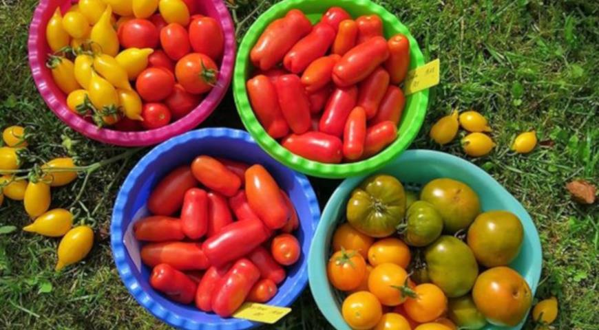 разнообразие томатов