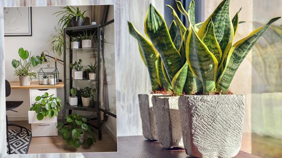 8 комнатных растений, которые можно вырастить из одного листа – советы по выращиванию