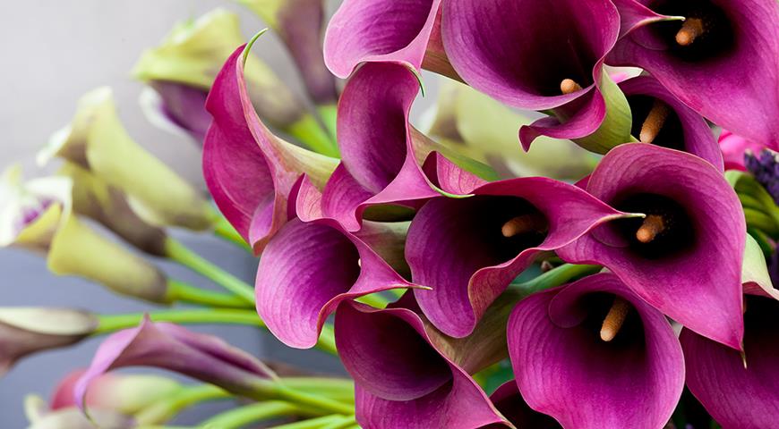 Какие цветы подарить на 14 февраля и 8 марта: ТОП 10 самых красивых цветов для праздничного букета