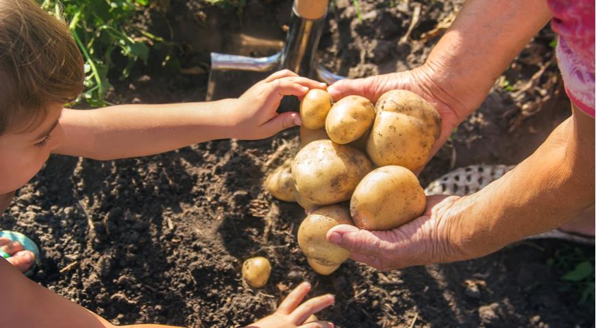 Секреты правильного полива картофеля